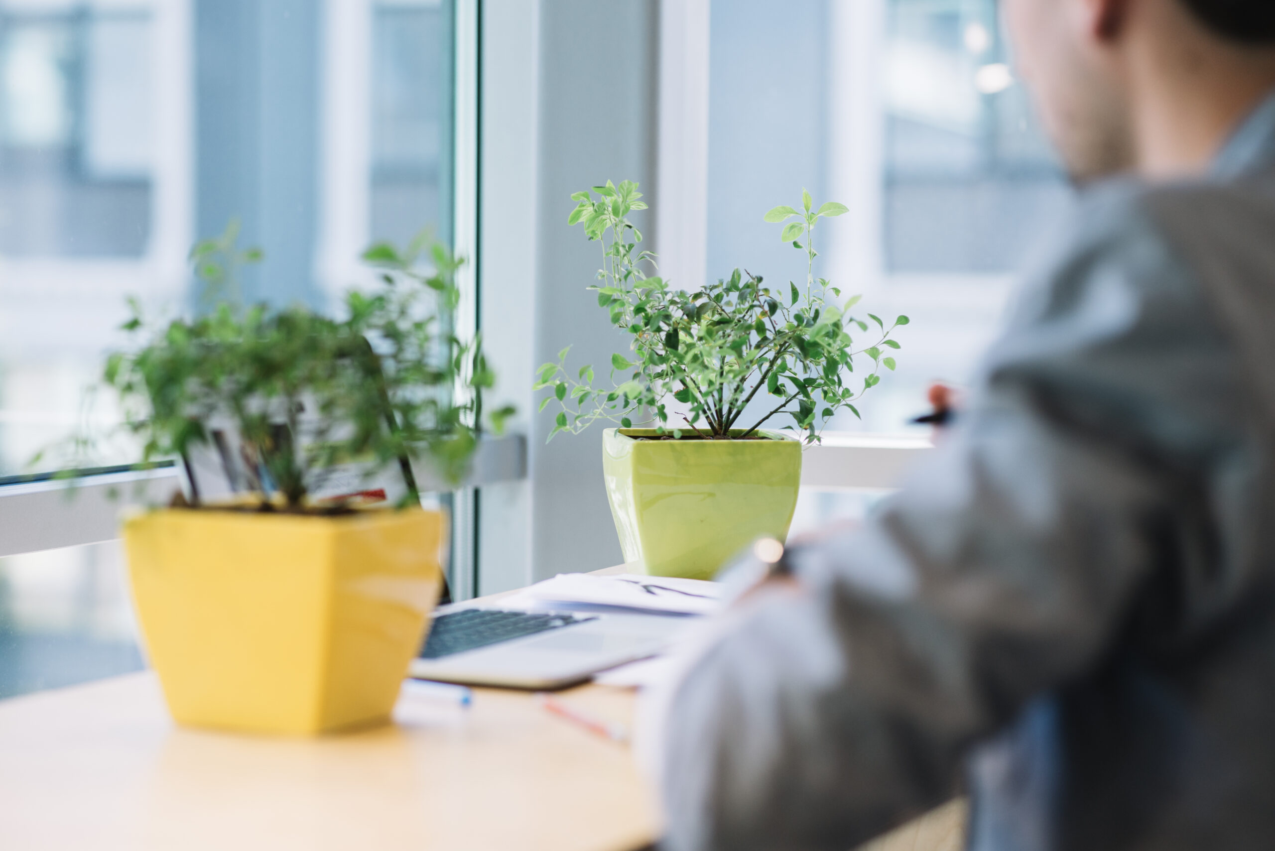 Office space plants on desk